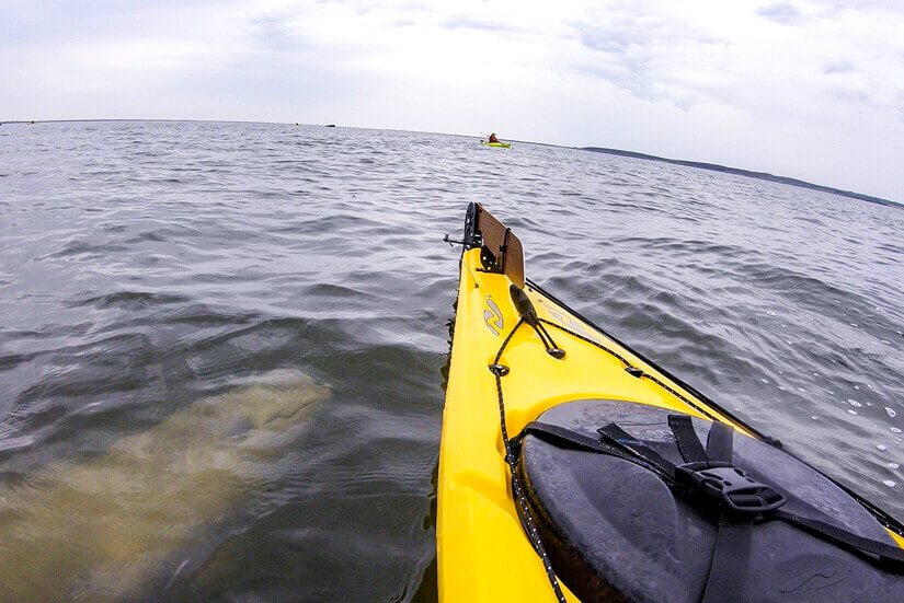 Beluga Whale Experiences, Kayak Tour, Churchill, Manitoba