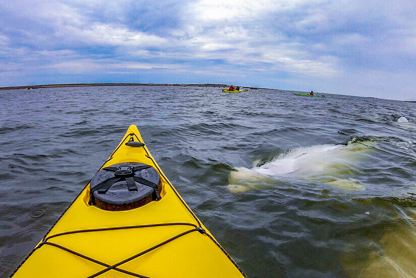Beluga Whale Experiences, Kayak Tour, Churchill, Manitoba
