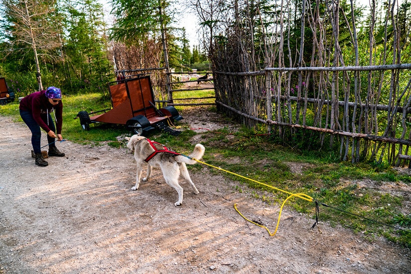 Summer Dog Carting Adventure in Churchill, Manitoba
