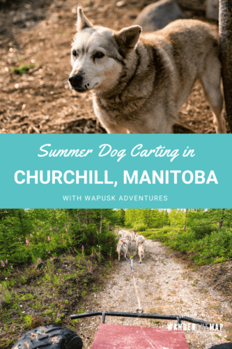 Summer Dog Carting Adventure in Churchill, Manitoba