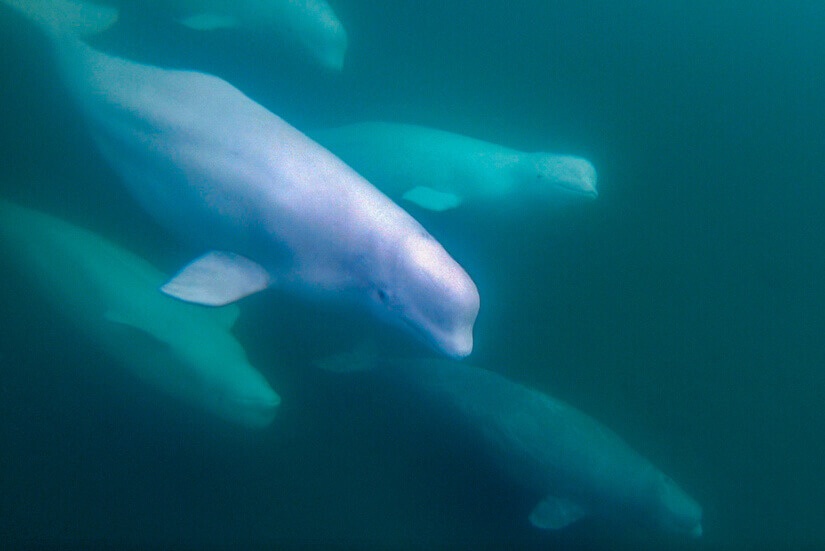Beluga Whales, Churchill, Manitoba, Canada