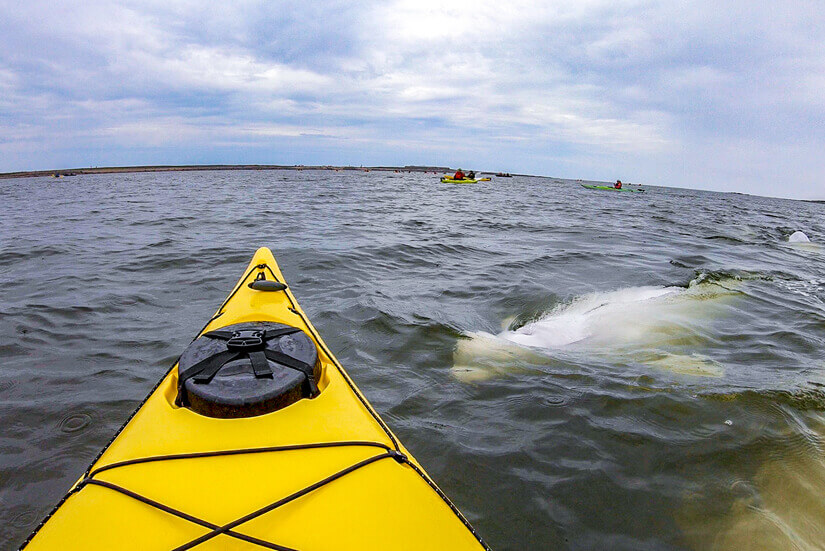 Beluga Whales, Churchill, Manitoba, Canada
