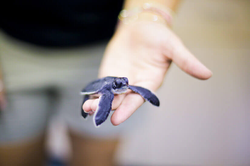 Turtle Hatchling Release, Florida