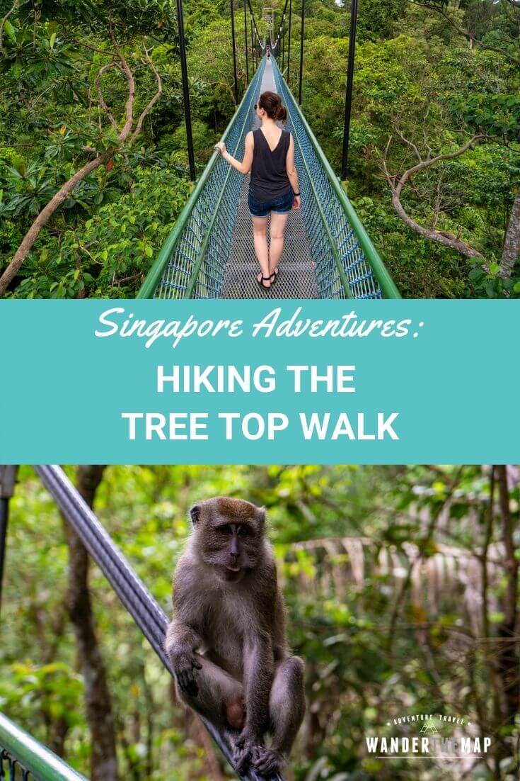 TreeTop Walk in Singapore: Monkeys, Heights, and Humidity