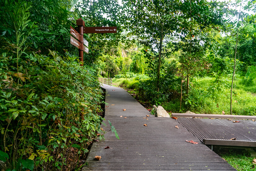 TreeTop Walk in Singapore