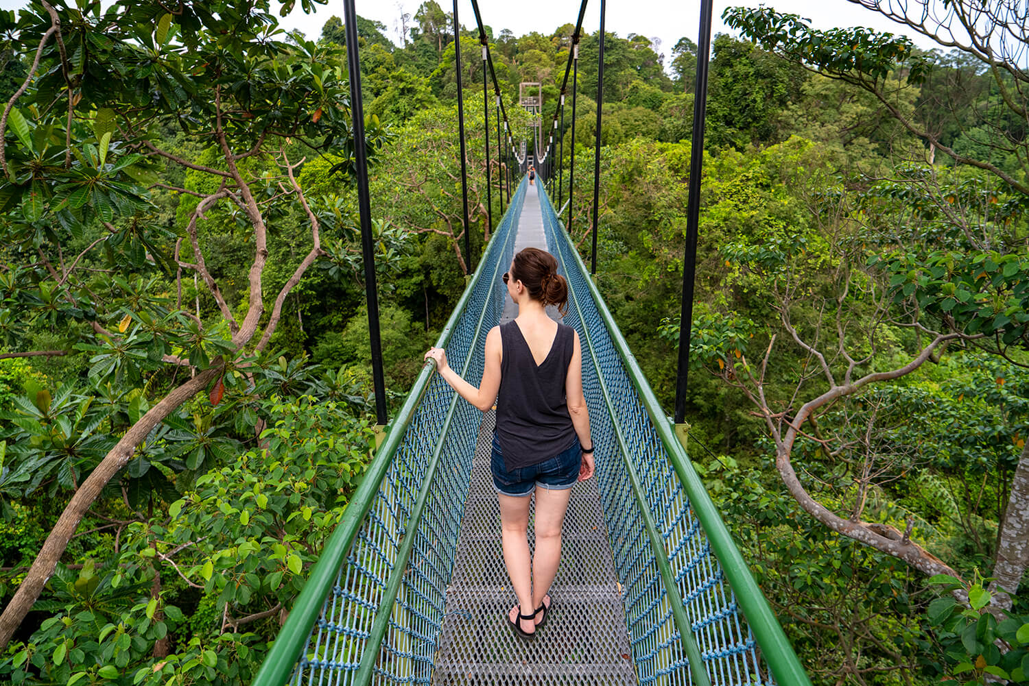 TreeTop Walk in Singapore: Monkeys, Heights, and Humidity - Wander The Map