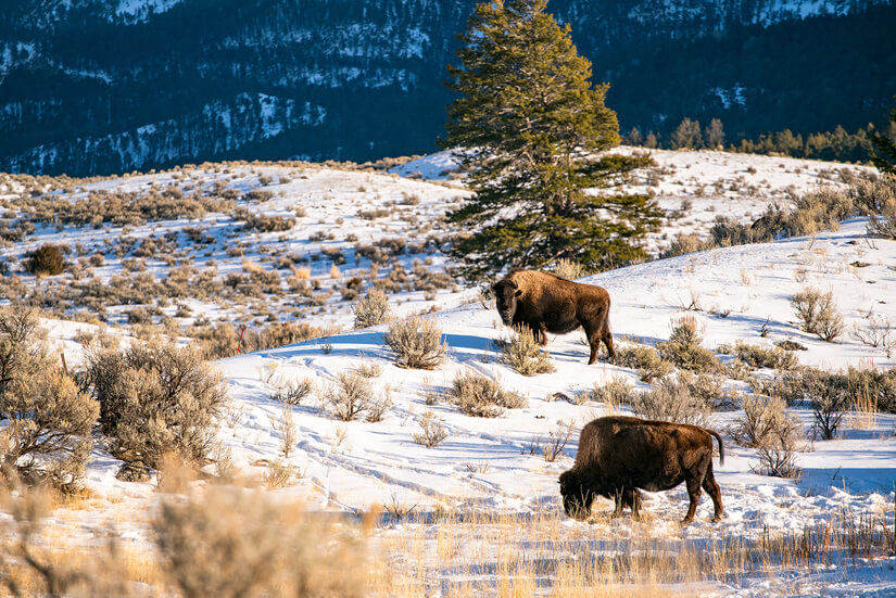 Wildlife in the Lamar Valley, Yellowstone National Park