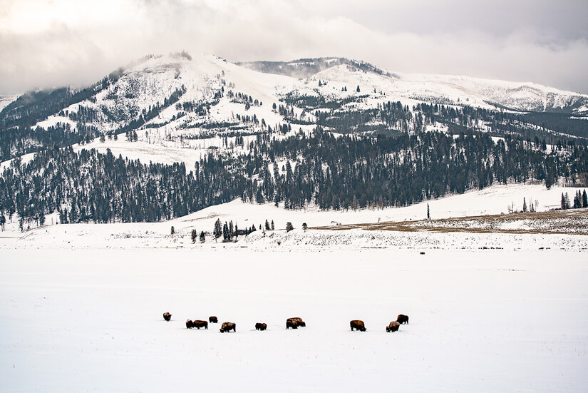 Wildlife in the Lamar Valley, Yellowstone National Park